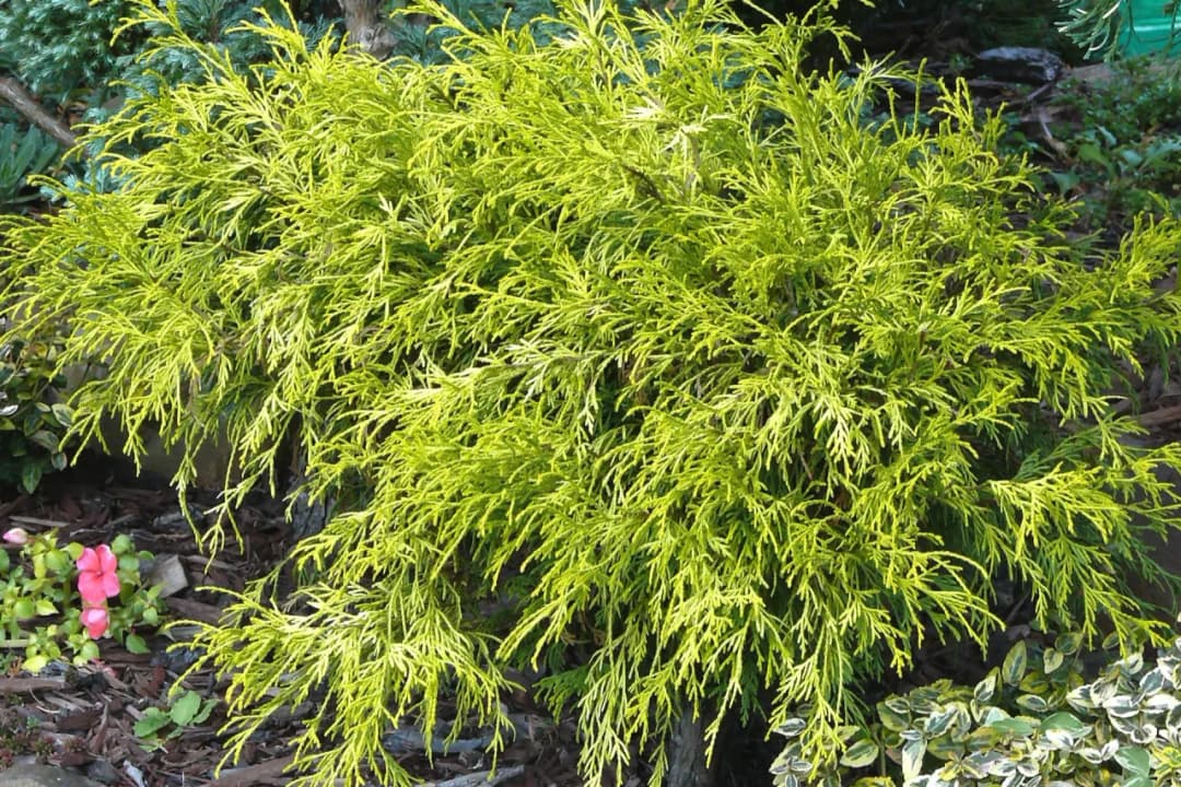 Czy cyprysik przezimuje w gruncie? Sprawdź, jak go ochronić zimą