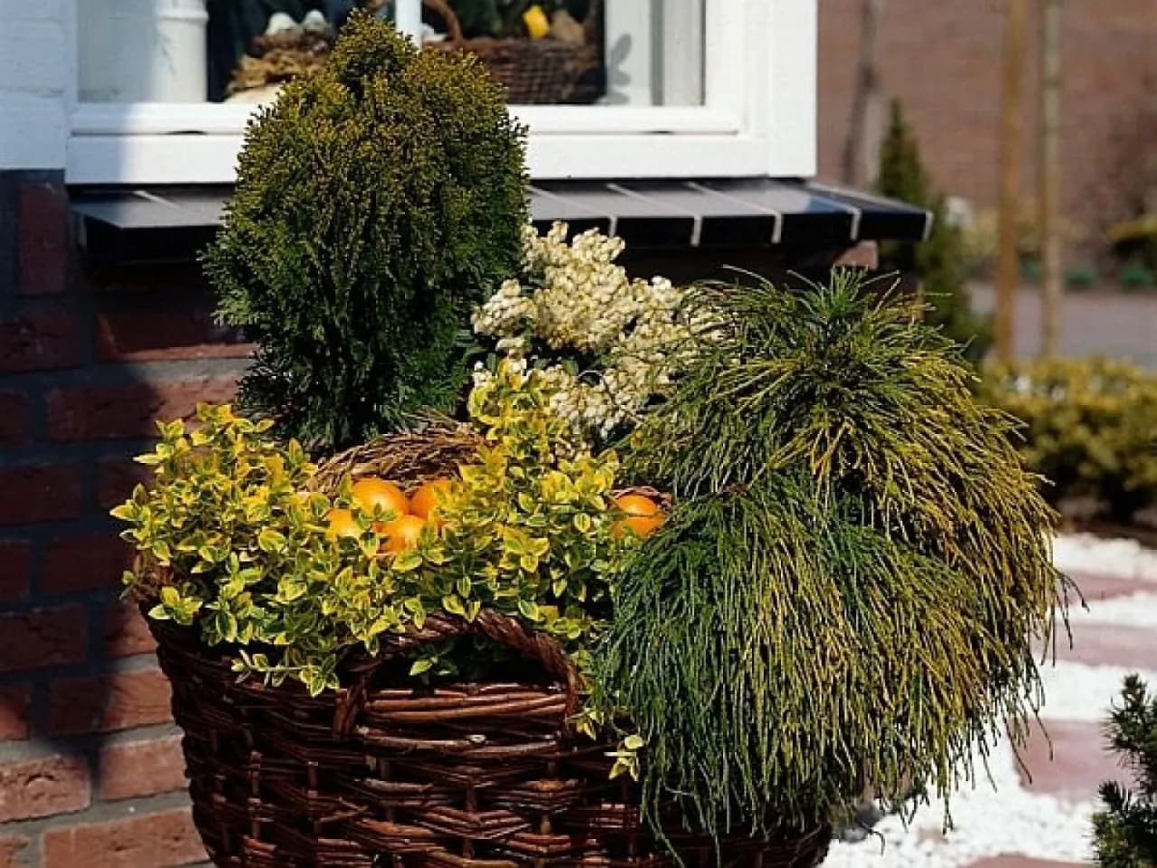 Najlepsze iglaki do donicy – wybierz idealne rośliny do swojego ogrodu