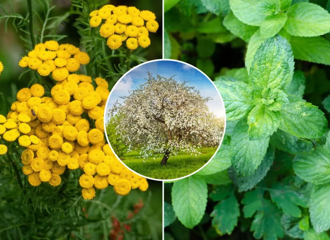 Co posadzić pod jabłonią, aby uniknąć problemów z glebą i szkodnikami?