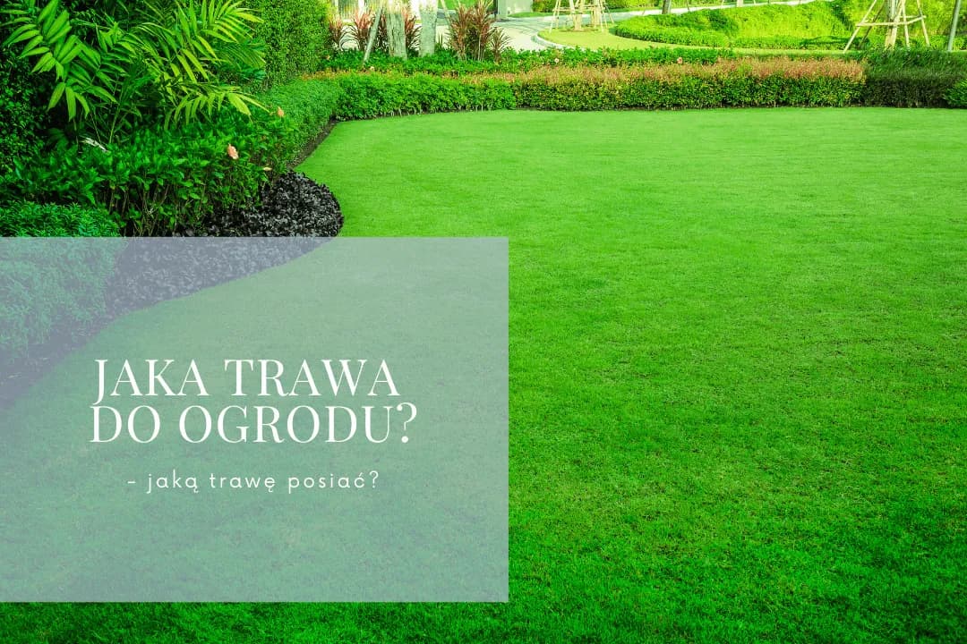 Jaką trawę do ogrodu wybrać, aby uniknąć problemów z pielęgnacją?