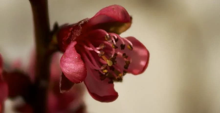 Jak kwitnie brzoskwinia - poznaj tajemnice pięknych kwiatów