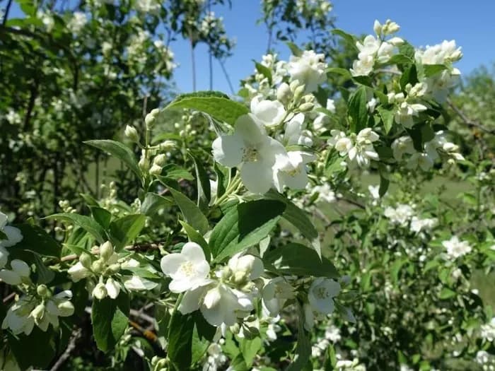 Jakie drzewa kwitną w marcu? Odkryj piękne gatunki na wiosnę