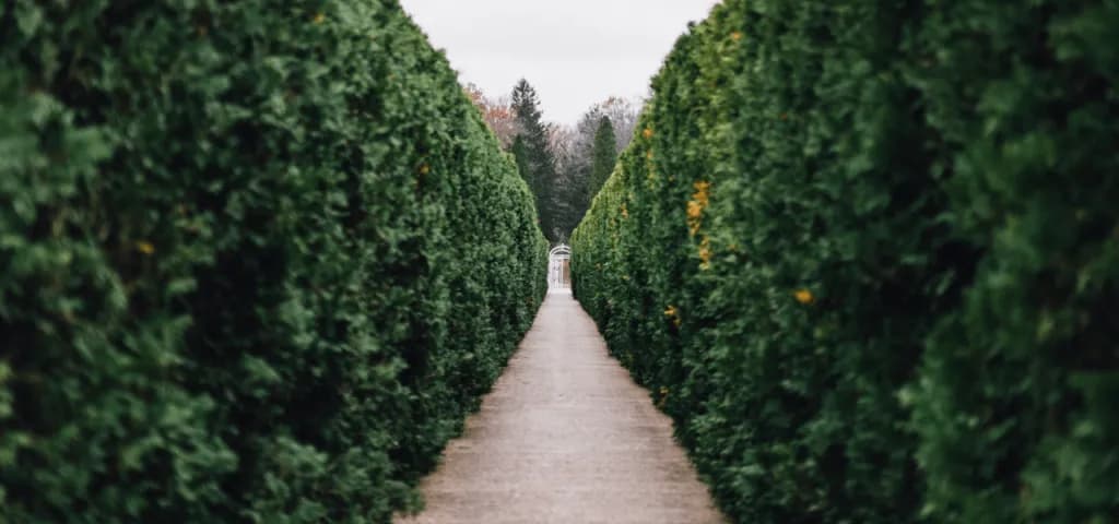 Ile kosztuje cięcie żywopłotu? Sprawdź ceny w różnych miastach