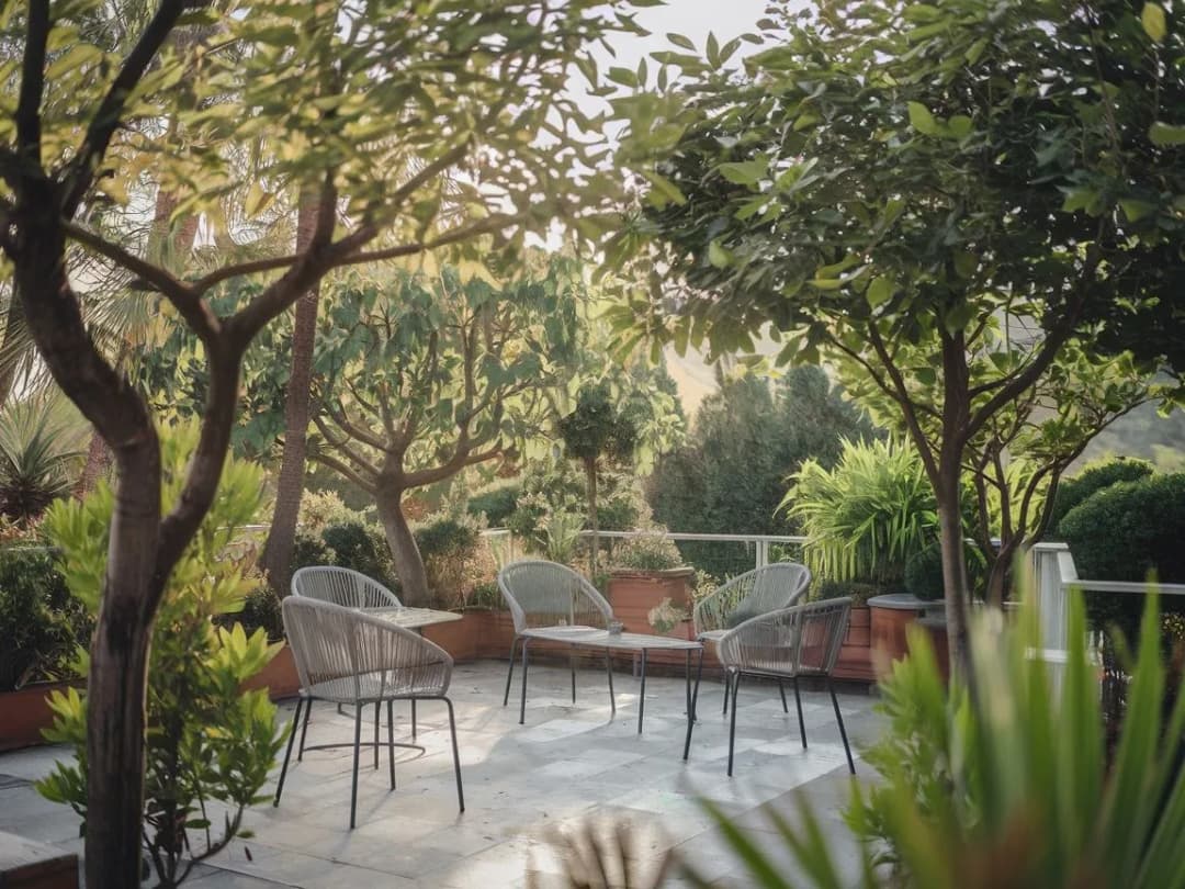 Jakie drzewo posadzić przy tarasie, by uniknąć problemów z korzeniami?