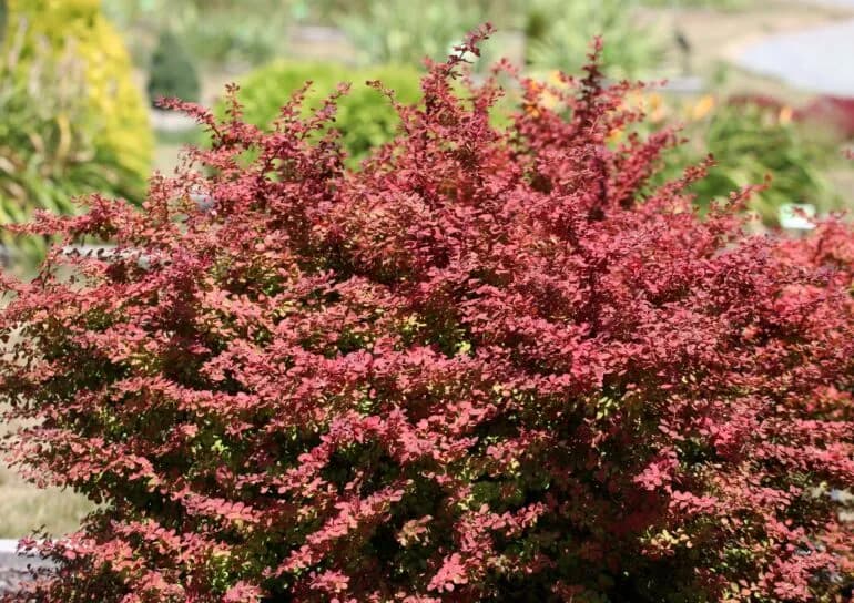 Jaki berberys na żywopłot? Odkryj idealne odmiany i porady