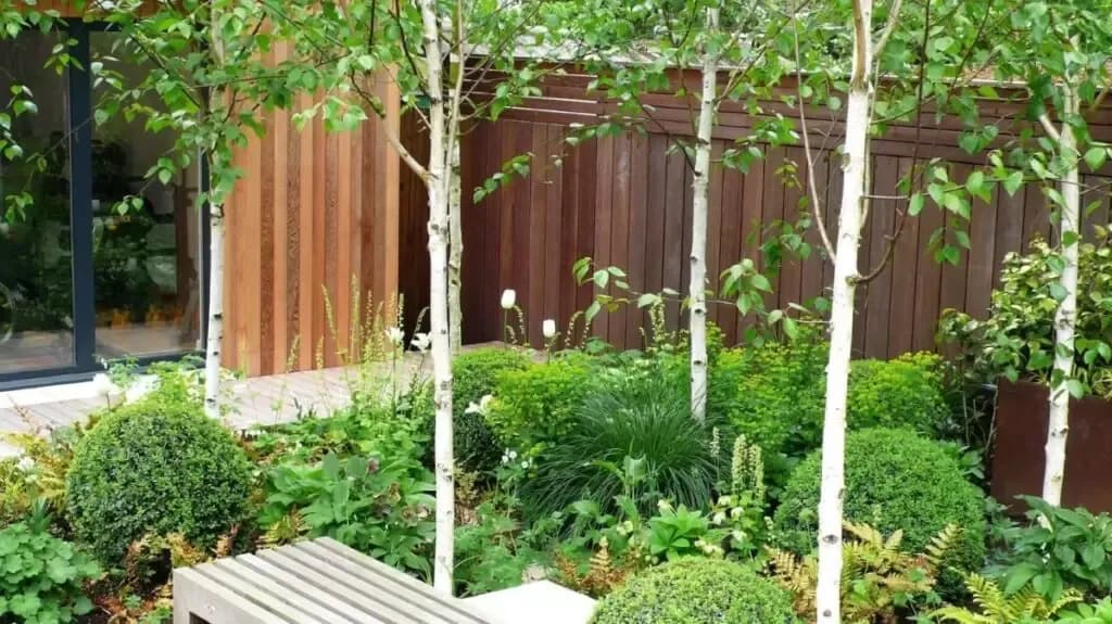 Co posadzić pod brzozami, aby rośliny pięknie rosły i kwitły