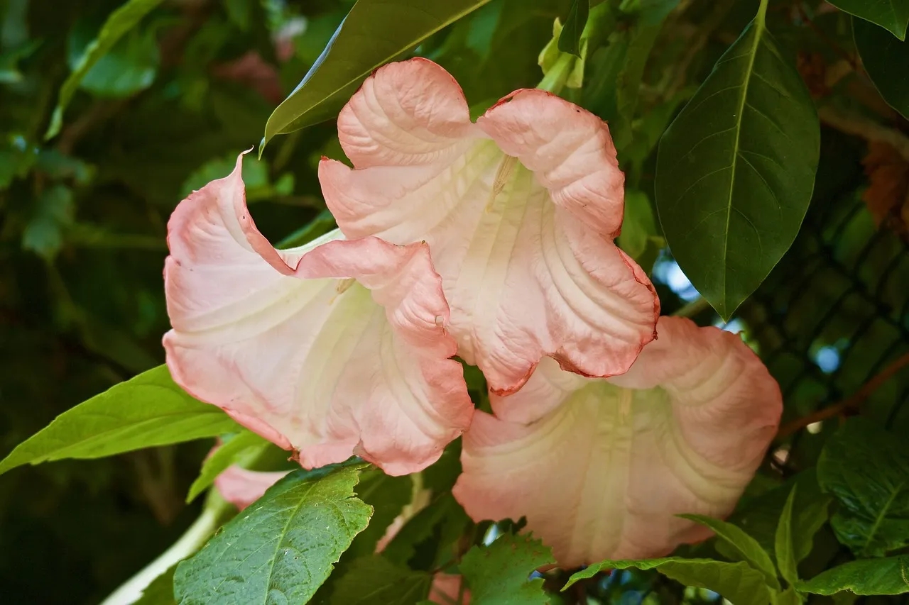 Datura kiedy kwitnie - poznaj sekrety jej pięknych kwiatów