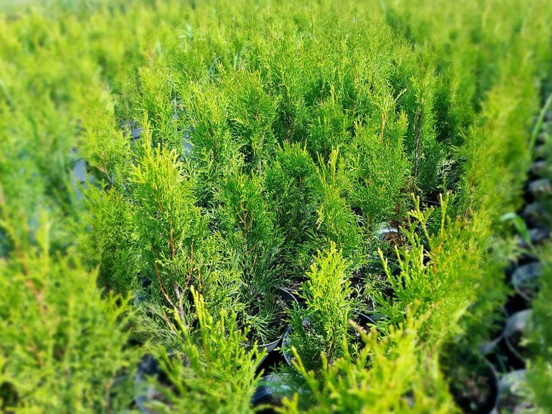 Kiedy sadzić tuje szmaragd, aby uniknąć błędów i zapewnić sukces