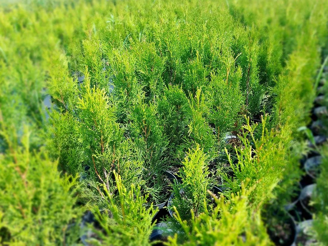 Kiedy sadzić tuje szmaragd, aby uniknąć błędów i zapewnić sukces