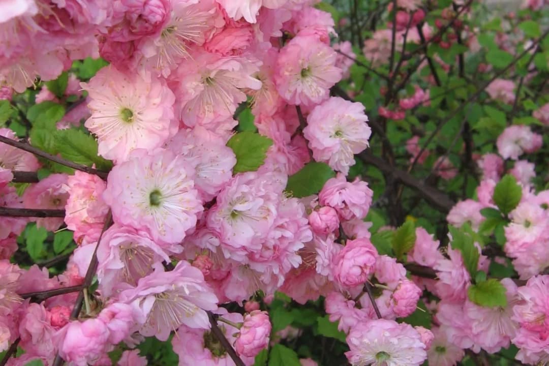 Jak długo kwitnie migdałek? Odkryj jego tajemnice wiosennego kwitnienia