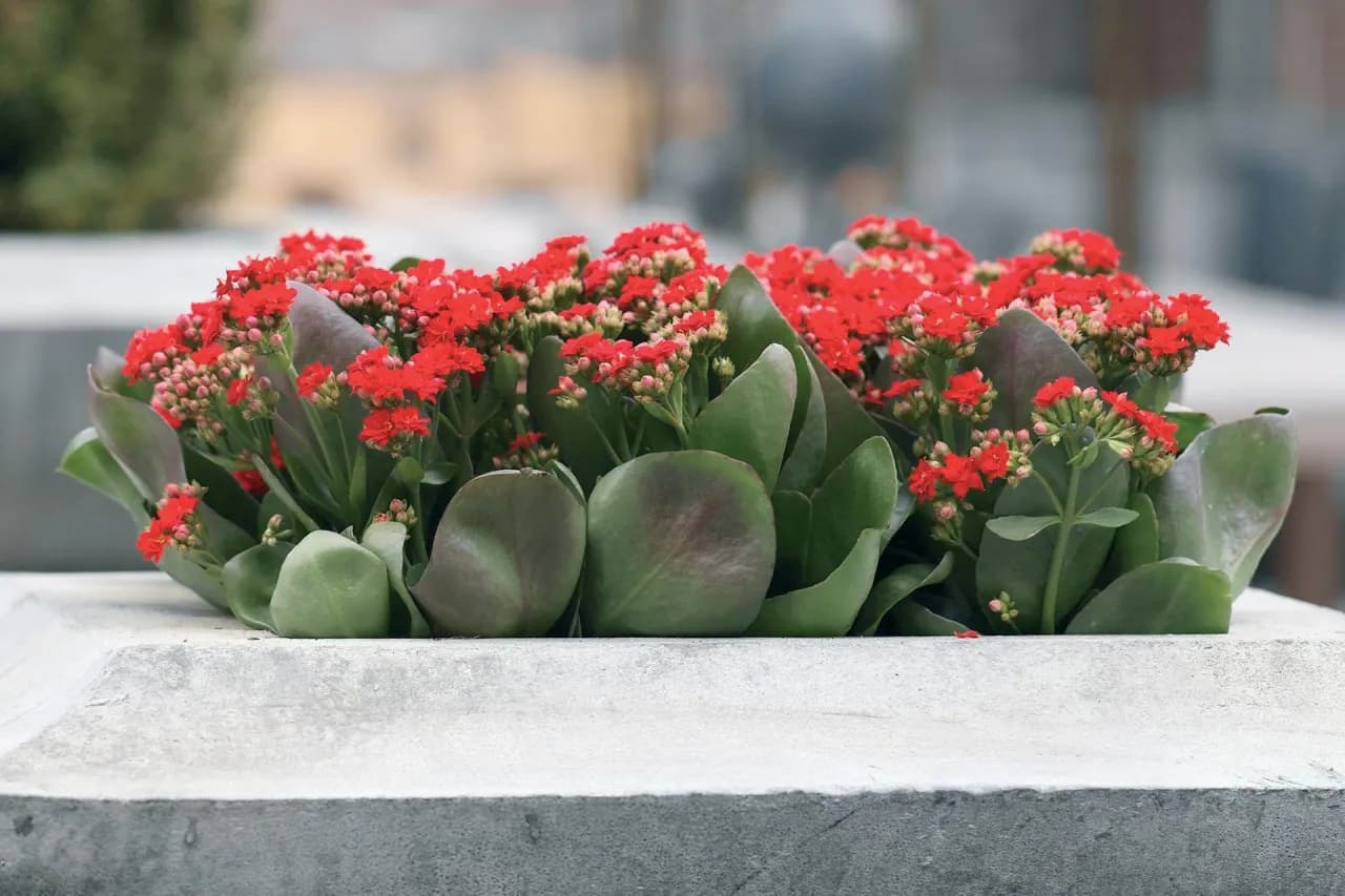 Czy kalanchoe przetrwa w ogrodzie? Warunki uprawy i pielęgnacji na zewnątrz