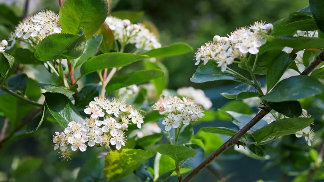 Kiedy kwitnie aronia? Odkryj najważniejsze informacje o jej kwiatach