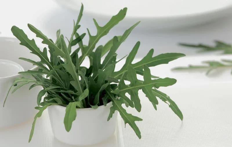 Jak siać rukolę w doniczce: proste kroki do udanej uprawy