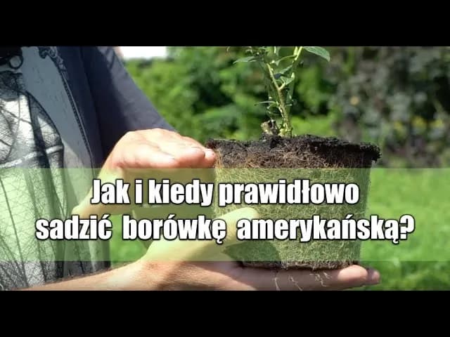 Jak prawidłowo sadzić borówkę amerykańską i uniknąć błędów w odstępach