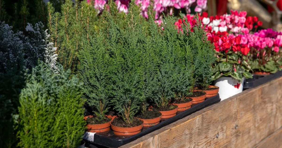 Cyprysik w doniczce czy jest trujący? Objawy zatrucia u zwierząt