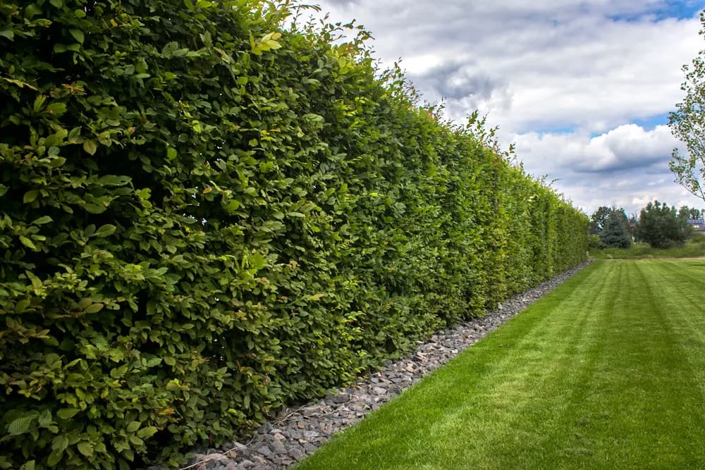 Co na niski żywopłot? Najlepsze rośliny i porady pielęgnacyjne
