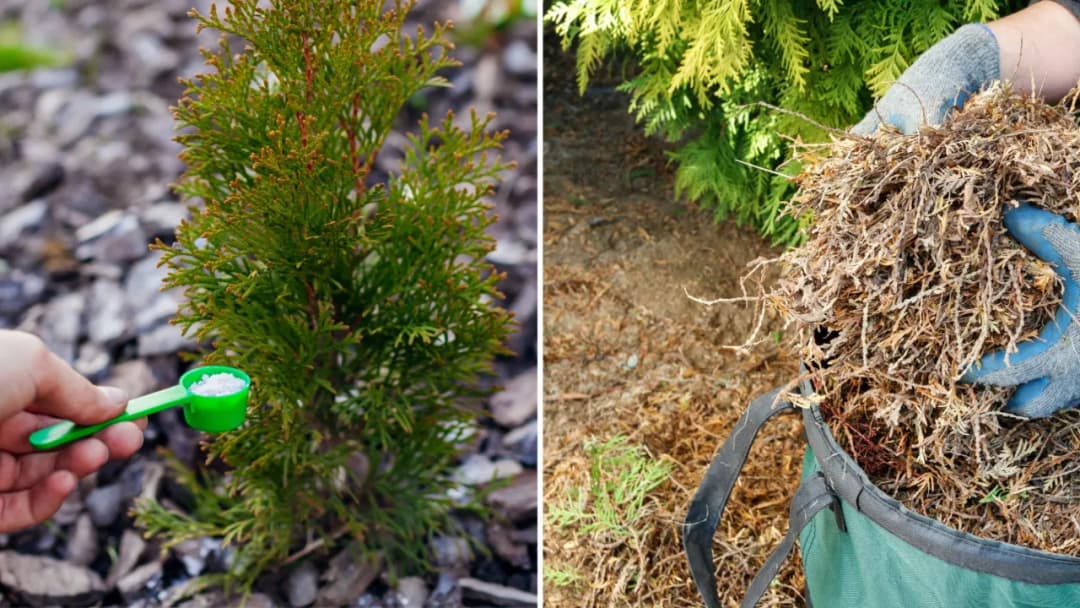 Kiedy nawozić tuje jesienią, aby zapewnić im zdrowy wzrost zimą