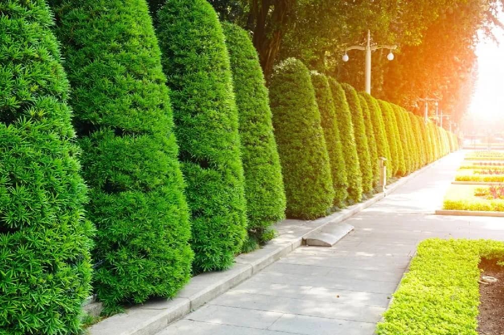 Co zamiast tui w ogrodzie? Oto najlepsze alternatywy dla Twojego ogrodu