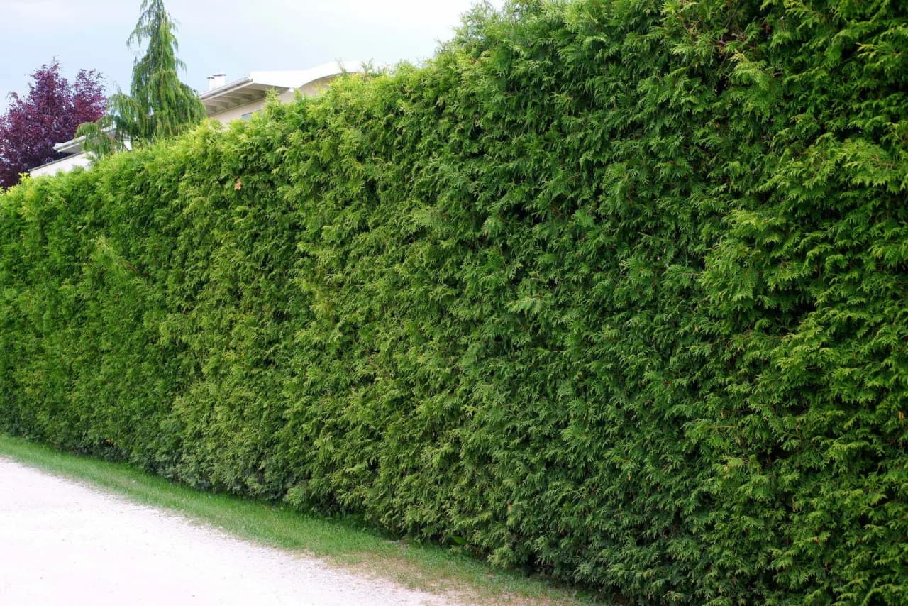 Jak sadzić tuje na żywopłot, aby uniknąć najczęstszych błędów