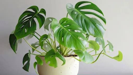 Monstera monkey jaka doniczka - idealny wybór dla zdrowej rośliny