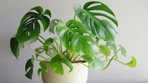 Monstera monkey jaka doniczka - idealny wybór dla zdrowej rośliny