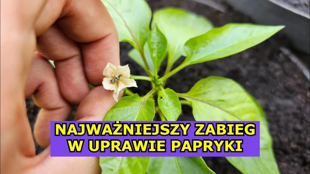 Jak kwitnie papryka? Odkryj sekrety udanego kwitnienia roślin