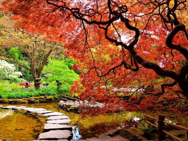 Jak prawidłowo sadzić klony w ogrodzie i uniknąć błędów w pielęgnacji