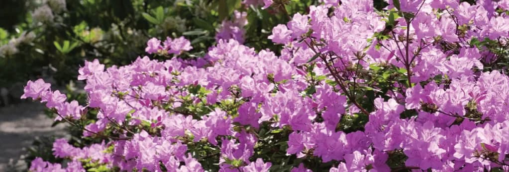 Ile kwitnie azalia i jak sprawić, by kwitła dłużej?
