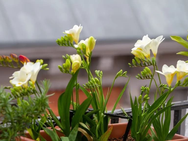 Jak pielęgnować frezje w doniczce, aby pięknie kwitły przez cały sezon