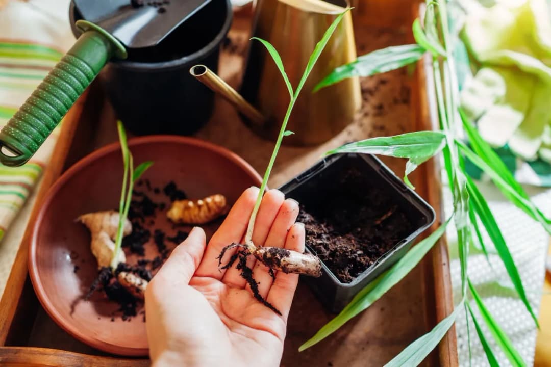 Jak wyhodować imbir w doniczce - proste kroki, które działają