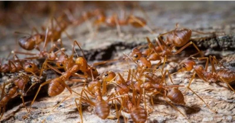 Czy mrówki w ogrodzie są pożyteczne? Korzyści, wady i praktyczne porady