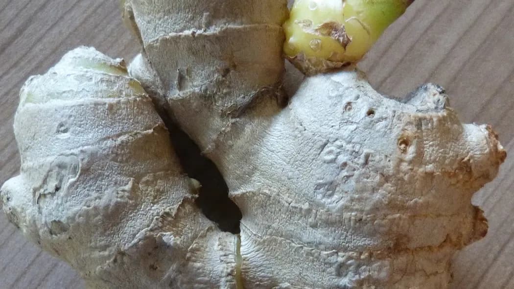 Jak sadzić imbir w ogrodzie bez błędów – praktyczne porady dla początkujących