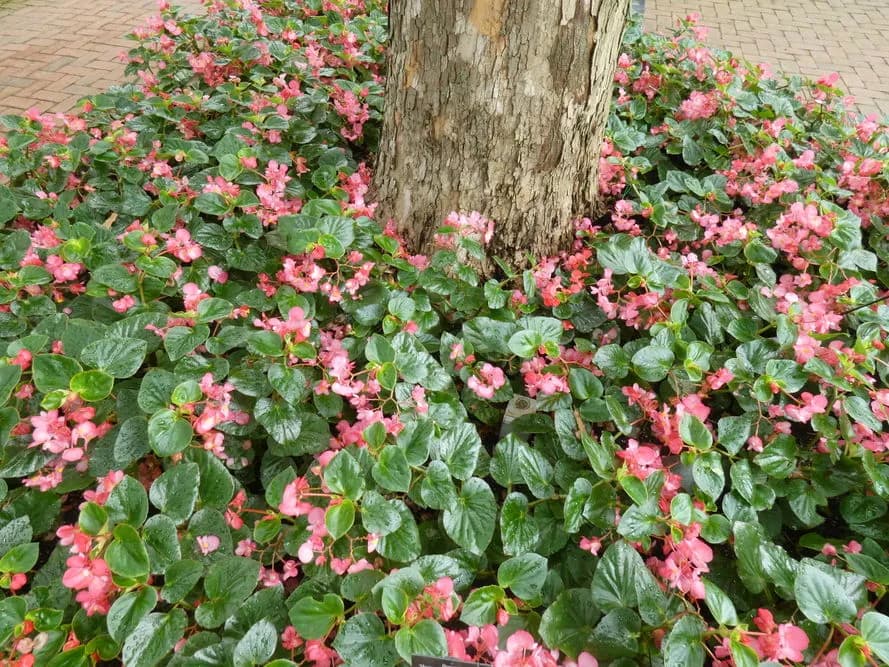 Kiedy sadzić begonie do gruntu, aby uniknąć przymrozków?