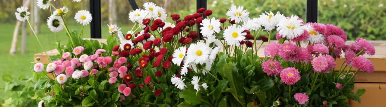 Stokrotka kiedy kwitnie - poznaj tajemnice jej długiego kwitnienia