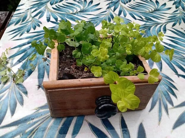 Z czego zrobić donice? Odkryj kreatywne materiały i pomysły