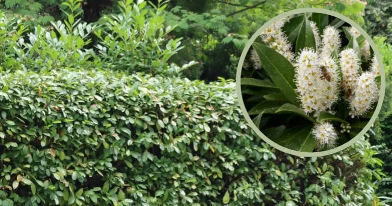 Jakie rośliny na żywopłot od wścibskich sąsiadów zapewnią prywatność?