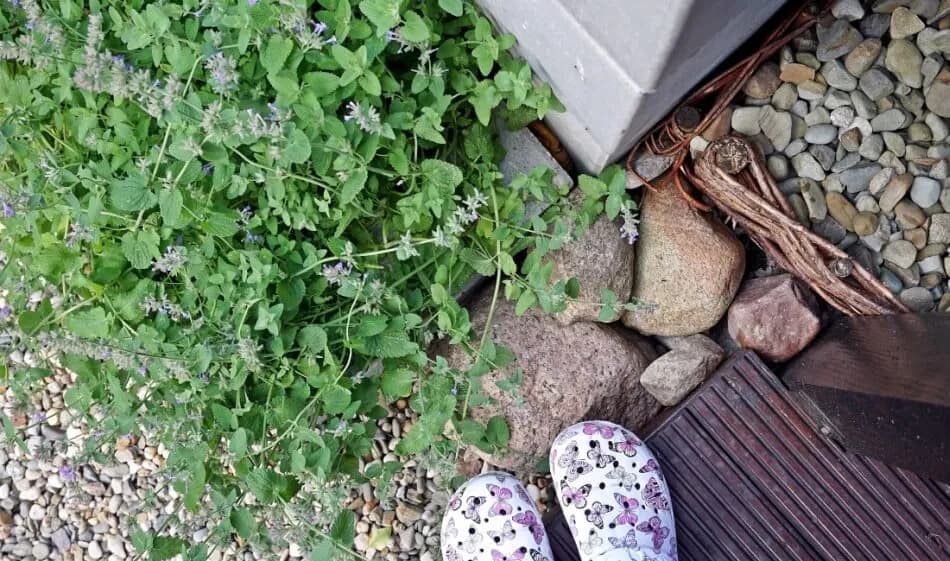 Skuteczne sposoby na odstraszenie komarów w ogrodzie – naturalne i domowe metody