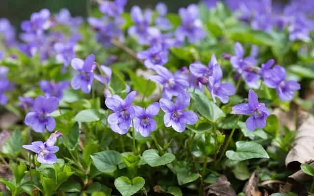 Czy fiołek alpejski może rosnąć w ogrodzie? Wymagania i wyzwania uprawy