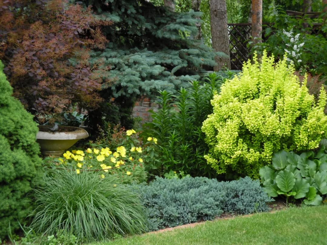 Jak łączyć berberys w ogrodzie? Proste kompozycje i praktyczne porady