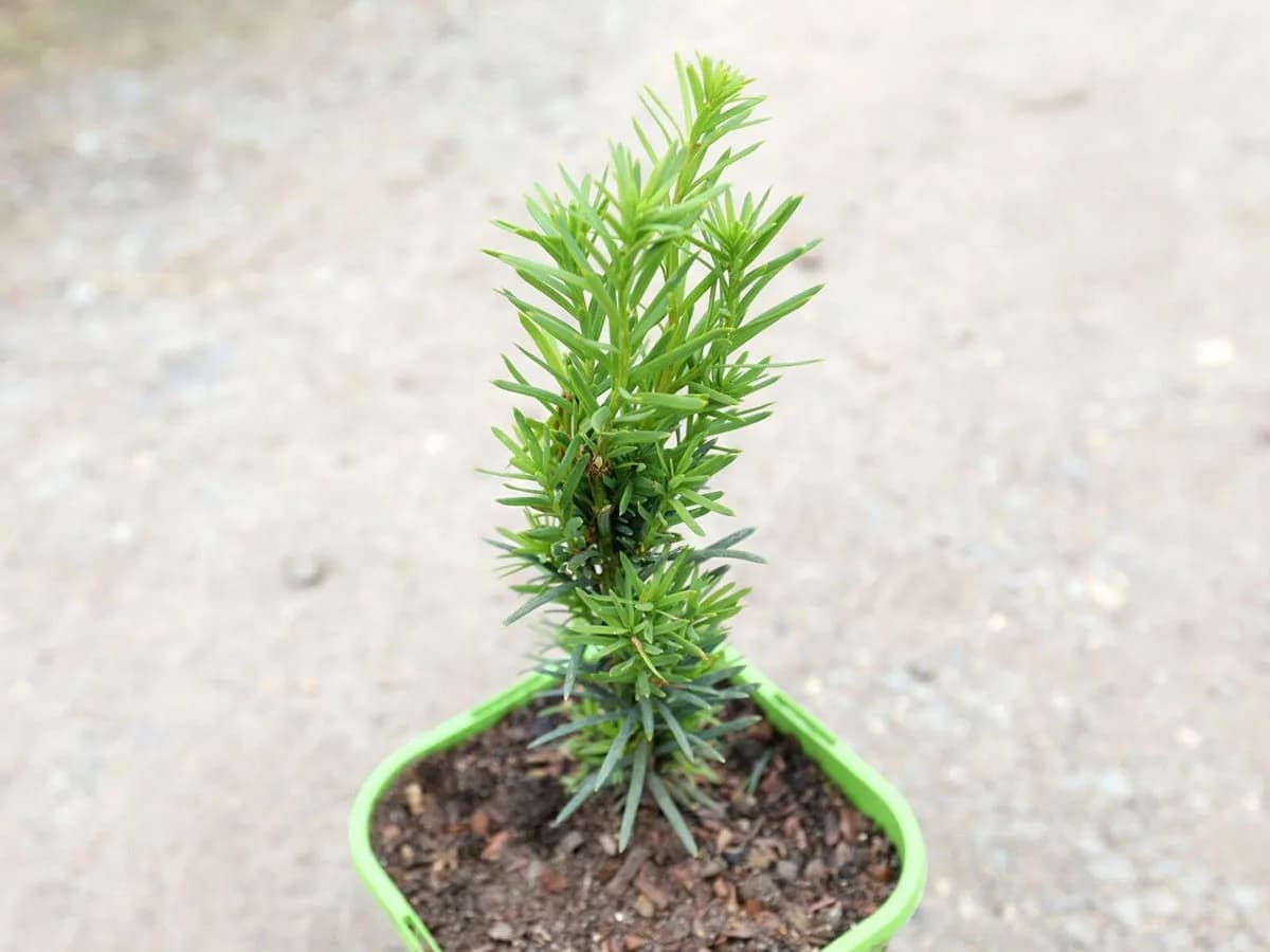 Jaki cis na żywopłot – wybierz najlepsze odmiany dla swojego ogrodu