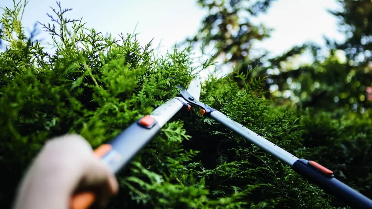 Kiedy obcinać tuje szmaragd, aby uniknąć błędów i wspierać wzrost