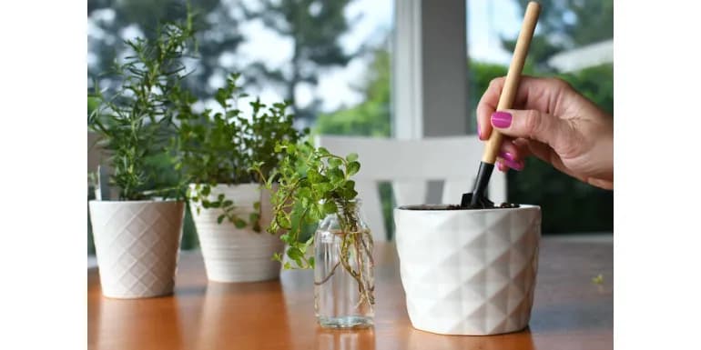 Jak zrobić drenaż w doniczce, aby uniknąć gnicia korzeni roślin