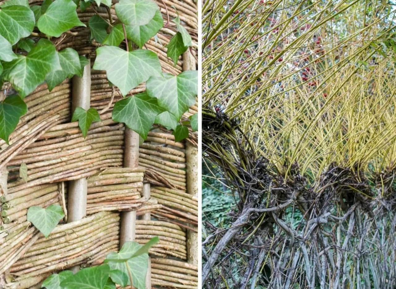 Jaka wierzba na żywopłot - idealne gatunki i ich pielęgnacja