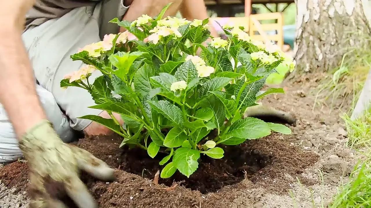 Jak prawidłowo sadzić hortensje w ogrodzie, aby uniknąć błędów i cieszyć się pięknem
