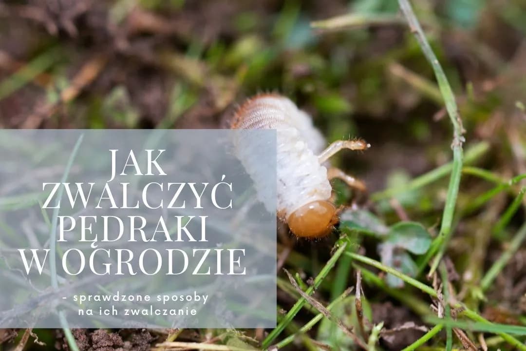Skuteczne sposoby na pędraki w ogrodzie – jak je zwalczyć i zapobiec zniszczeniom