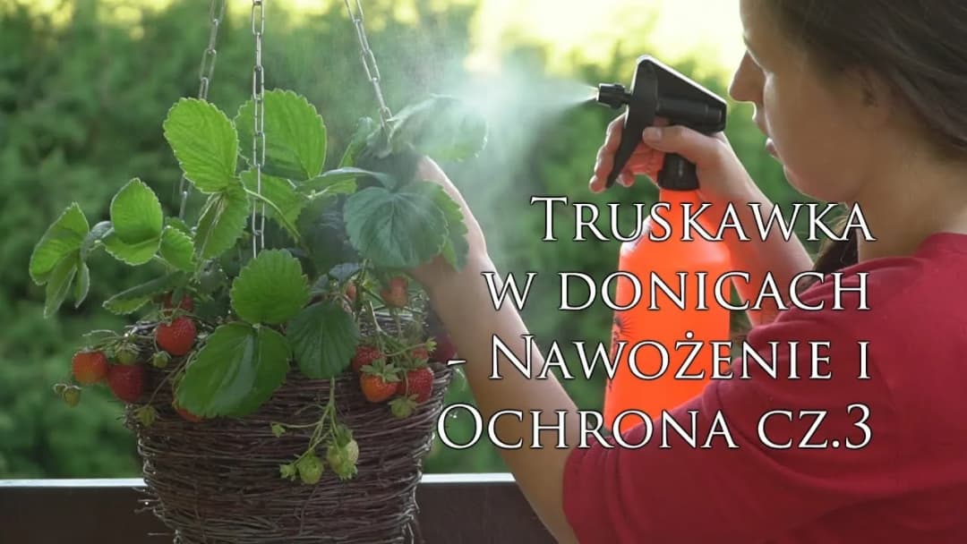 Czym nawozić truskawki w doniczkach, aby uzyskać obfite plony?