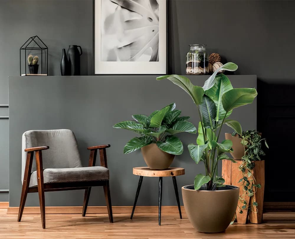 Skrzydłokwiat jaka doniczka – wybierz idealną dla zdrowego wzrostu