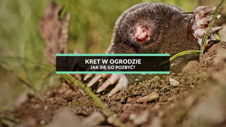 Skuteczne sposoby na pozbycie się kreta z ogrodu – sprawdzone metody i porady
