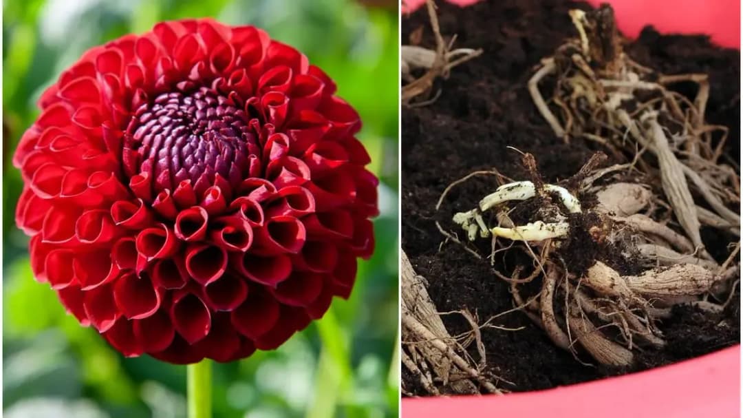 Jak sadzić dalie w donicy - uniknij najczęstszych błędów i ciesz się pięknem