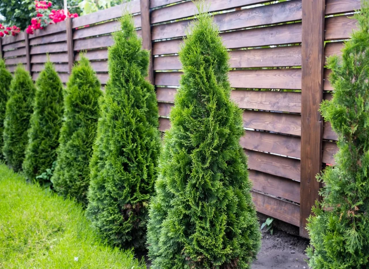 Tuja kolumnowa czy szmaragdowa - która odmiana jest lepsza dla ogrodu?